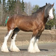 Clydesdale