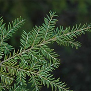 Western Hemlock