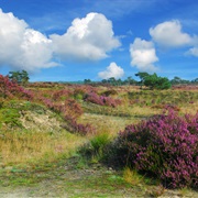 Hoge Kempen National Park, Belgium
