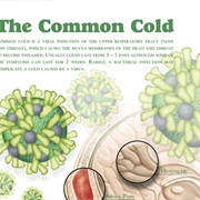 Common Cold