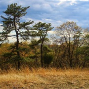 Nottingham Park Serpentine Barrens