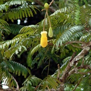 Kedaung / Cupang (Parkia Javanica)