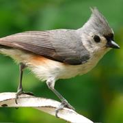 Tufted Titmouse