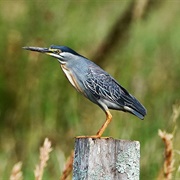 Striated Heron (Butorides Striata)