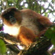 Preuss's Red Colobus