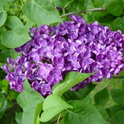 Common Lilac (Syringa Vulgaris)