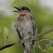 Rose-Throated Becard