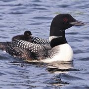 Loon
