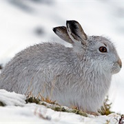 Mountain Hare