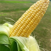 Grimes Sweet Corn