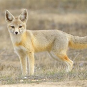 Kit Fox