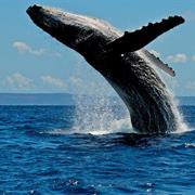 Smith Islands National Park (QLD)