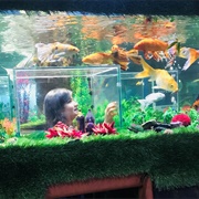 Under the Sun Aquarium, India