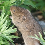 Tundra Vole