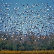 Holla Bend National Wildlife Refuge