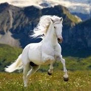 Phillipe (Beauty and the Beast)