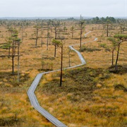 Soomaa National Park, Estonia