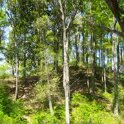 Letchworth Mounds Archaeological State Park, Florida
