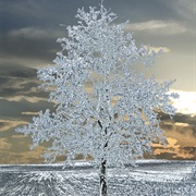 Ice Trees
