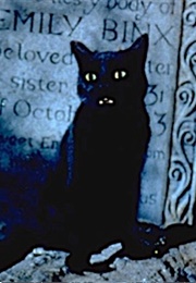 Binx, Hocus Pocus (1993)