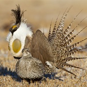 Gunnison Sage-Grouse
