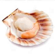 Sea Scallops