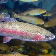 Rainbow Trout