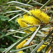 Mount Martin National Park (QLD)