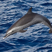 Pantropical Spotted Dolphin