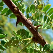 Catclaw Acacia (Senegalia Greggii)