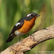 Mugimaki Flycatcher