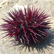 Sea Urchin