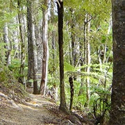 Russell Forest Track