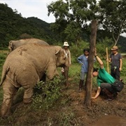 Volunteer With Animals Overseas