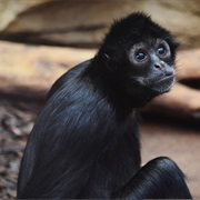 Colombian Spider Monkey