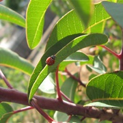 Laurel Sumac (Malosma Laurina)