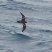 Tristram's Storm-Petrel