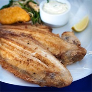 Common Sole