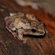 Spring Peeper