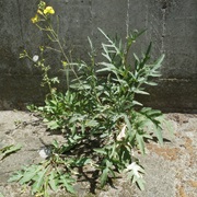 Perennial Wall-Rocket (Diplotaxis Tenuifolia)