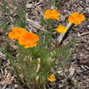 California Poppy