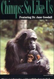 Chimps: So Like Us