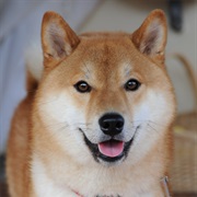 Shiba Inu