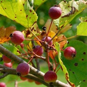 Honan Crabapple (Malus Honanensis)
