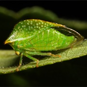Treehopper