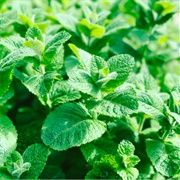 Fresh Mint