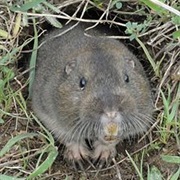Gopher