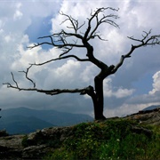 The Burmis Tree, Bellevue, Alberta