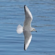Bonaparte's Gull