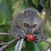 Talaud Bear Cuscus
